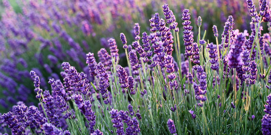 Lavender farms california